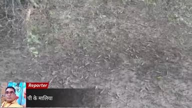 कोलायत: अक्कासर-टिड्डियों के पड़ाव पर नियंत्रण करते हुए टिड्डी नियंत्रण दल कृषि पर्यवेक्षक प्रमोद कूकना ने दी जानकारी।#टिड्डियाँ