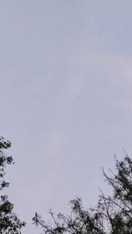 बंदरा: #locusts arrived in bihar..