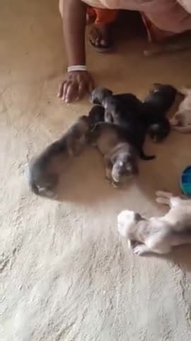 हिसार: New germen shepherd puppies .JISKO Chahiye VO bta de free me#publicapp #dog #germanshefherd#sell @publicapp.com 