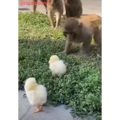 झुंझुनू: बंदरों का खेल🤣🤣
#comdey #monkey #cat #news #play #rajatpoonia #funny #theguiderslife
