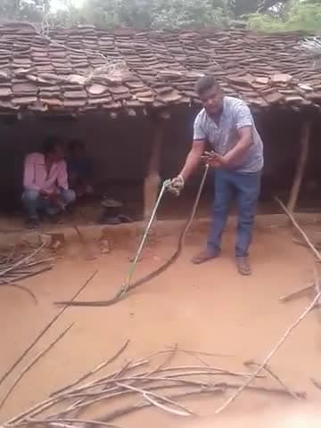 अजयगढ़: 8 Feet Rat Snake Rescue By Mannan Khan
Latest video Janseva
#ratsnake #Dhaman #Janseva