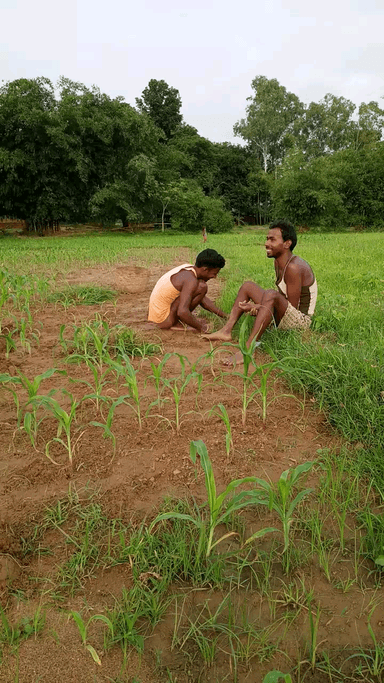 चकाई: chandan farmer makeklia presan h#@#सोना_चांदी #सोना_चांदी asa h bgfdsijxZc hhdsik bgfdssuu h। hjjcfddhoiggfss nhgds gfd