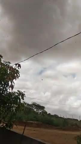 तारानगर: #tiddiattack तारानगर तहसील के गांव साहवा में टीडीओ ने हमला कर दिया टीडी इतनी तेज थी कि 5 किलोमीटर के दायरे में थी