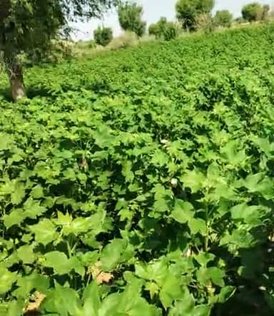 सुजानगढ़: कल हुई बारिश से कपास की फसल हुई एक दम अच्छी
#किसान
#इंडियन_आर्मी