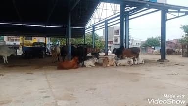 जुलाना: जुलाना की पुरानी अनाज मंडी बनी आवारा पशुओं का अड्डा, गंदगी से बेहाल मंडी पर प्रशासन नहीं दे रही ध्यान #आवारा_पशु