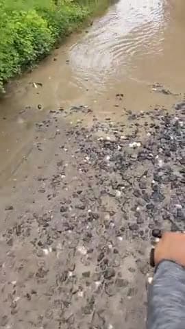 गावां: मालडा सड़क का बुरा हाल से परेशान जनता, 3 इंच तक गहरे गड्ढे हुए #ganwan #malda #jharkhand