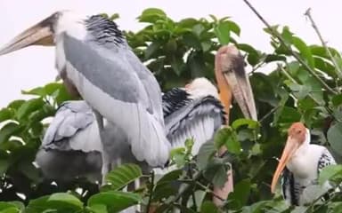 नवगछिया: नवगछिया के कदवा में ही होगा घायल गरुड़ों का इलाज, जीपीएस से होगी ट्रेकिंग, सरकार ने दी ₹53.13 की स्वीकृति
#गरुड़ #नवगछिया