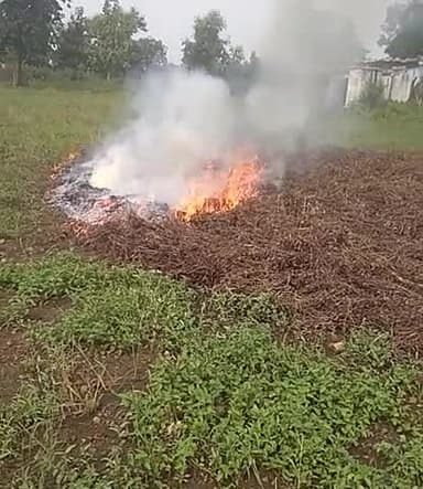 कन्नौद: सुरानी: किसान कड़वा जी चौहान द्वारा अपने सोयाबीन में आग रख दी गई सोयाबीन 15 दिनों से भीग रहे थे।#surani#सुरानी