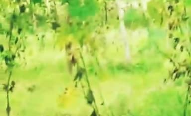 बेहट: नौसरहेड़ी में खेतों में नजर आया गुलदार, किसानों में दहशत का माहौल #गुलदार