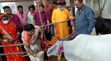 राजनांदगांव: राजनांदगांव नगर निगम कन्हारपूरी कांजीहाउस में गौवर्धन पुजा कर गौ माता को खिलाड़ी खिलाया
#Annakoot
#Diwali2020