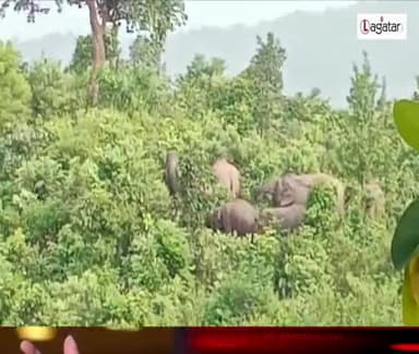 नामकुम: जंगली हाथी ने वन विभाग के दो कर्मी को कुचला 
#hathi #hamla