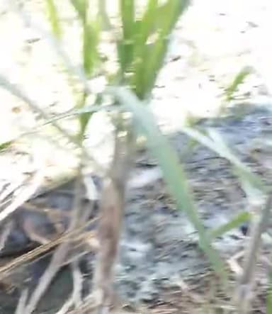 पानीपत: जहरीला पानी समाज खतरा मे#city_हलचल_news #ajjtaknews #ngt #ngt_पर्यावरण_ #pollution