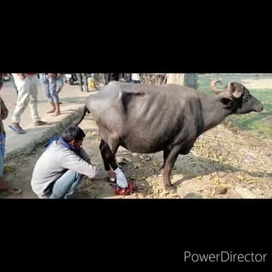 गोपालपुर: मालवाहक ट्रक के टक्कर से सड़क किनारे बंधे भैंस हुआ हादसे का शिकार.#किसान #accident #buffalo
