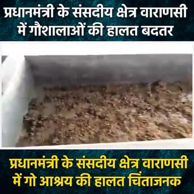 #प्रधानमंत्री के #संसदीय #क्षेत्र #वाराणसी मैं #गौशालाओं की #हालत #बदतर।