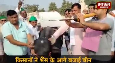 #FarmersProtest2020 
#Noida  - किसानों ने भैंस के आगे बजाई बीन, कहा - सरकार पर उनकी बातों का कोई असर नहीं।