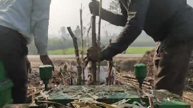 बहेड़ी: #रोज़गार
#किसान_केंद्र
#sugarcane
#ganna
ग्रामीढ़ वासियो के लिए
रोज़गार पाने का विशेष अवसर 