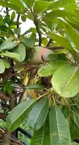 प्रकृति का सौंदर्य ❤️🙏🌿
वीडियो साभार:- सोशल मीडिया
#nature #birds #greenindia