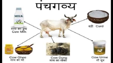 #पंचगव्य पौधों में अमृत की तरह काम करने वाला खाद
#agriculturetoday #राष्ट्रीयकिसानविकासमहासंघ