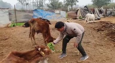 गौ सेवा करते हुए #बजरंगी