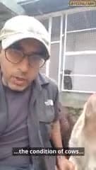 Gaay paalne se munafa hota hai ki nahi?
#peepalfarm #peoplefarm #cowrescue #animalrescue