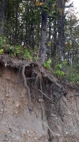सड़क बनाने के नाम पर वृक्षों के ऊपर इस तरह से अन्याय ना करो #saveforest #forest #save_tree