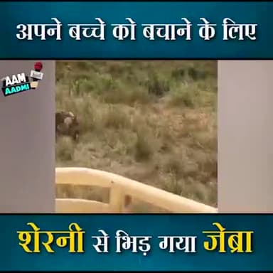 अपने बच्चे को बचाने के लिए #शेरनी से भिड़ गया #जेब्रा।
किसी भी प्रकार की खबरों हेतु 9302181463 पर whatsaap करें।