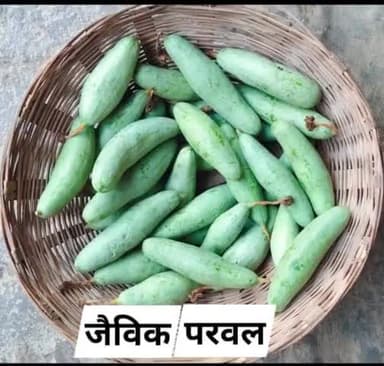 #RJ #Organic #Farmer #Producer #Company, Chak Haji
Regn. No-U01100BR2020PTC48420
Rs- 60/-Kg
Mob-07979047534