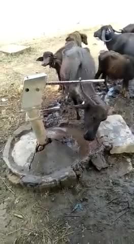 कौन कहता है जानवरों के पास दिमाग नहीं होता। #कोरोना_वायरस #mining