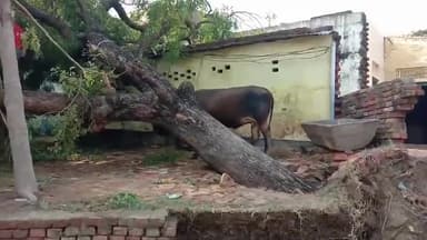 सेवराई: ताड़ीघाट बारा मुख्य मार्ग पर भदौरा गांव के पास सड़क पर गिरा पेड़, घंटों तक आवागमन प्रभावित #आंधी_तूफान