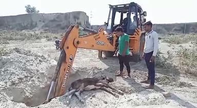 फिरोज़ाबाद: #Antrashtriy go Mata Seva mahasangam Firozabad Jay Ho go mataki