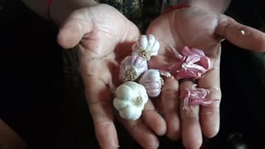 लातेहार: #adulteratedvegetable #vegetablemarket #foodcolour #saveenvironment #lehsun #milawat