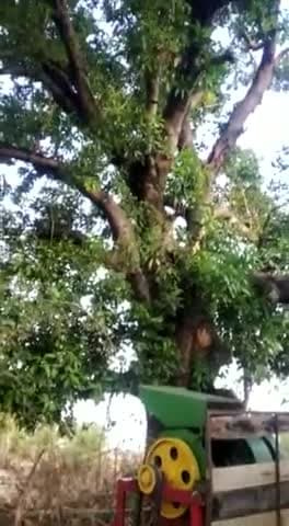 सिमरिया: बमोरी में कल तेज बारिश के साथ तूफान
पेड़ की दलिया@krishnagaur269 shnakppanna#krishna_kp_panna