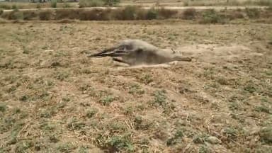 #प्यास के कारण मर रहे बेजुबान जानवरों का क्या हाल है पास में नहर जो बिना पानी के खटखटा रही है यह हाल है बेजुबान जानवरों