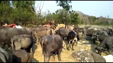 हरिपुरधार: कोरोना कर्फ्यू के चलते उपमंडल संगड़ाह में घुमंतु गुज्जरों को #दूध #बेचने तथा सामान खरीदने मे आ रही रही है भारी दिक्कत