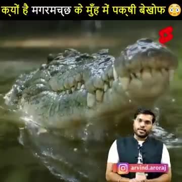 #motivation_video
मगरमच्छ के मुंह में जाती हैं चिड़िया लेकिन खाता क्यों नहीं🙄🙄
Ma Baghvirajan चैनल को सब्सक्राइब करें