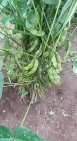 किसान भाइयों कम खर्च मैं अच्छा उत्पादन कीट रोग मुक्त फसल चाहिए।संपर्क करें 8962753814,7566605511 @उन्न्त खेती#जैविकखेती
