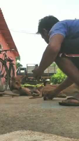 लातेहार: ऐ दोस्ती हम नहीं तोड़ेंगे Animal Lover #दोस्ती #मित्र #Friendship #friendsforever