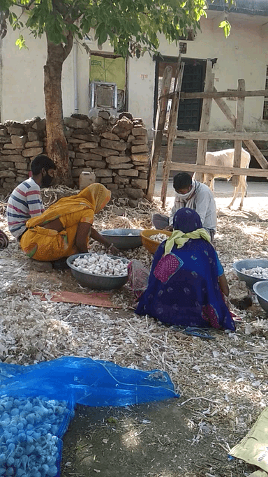 कनवास: कुंदनपुर : मंडीया खुलने से ग्रामीण क्षेत्रों में लहसुन की कटाई ने पकड़ा जोर
:अंकित भारद्वाज
#village #garlic #farmers