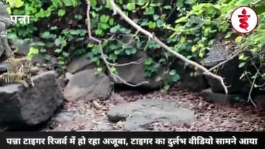 पन्ना टाइगर रिजर्व में हो रहा अजूबा, टाइगर का दुर्लभ वीडियो सामने आया #NationalTigerReseredPark #tigerviralvideo