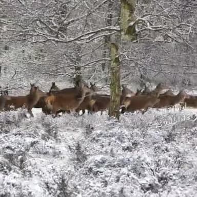#Deer; A #group of Deers @winter || #Deer's_Voice, #हिरण का #झुंड ठंड के मौसम में 👍