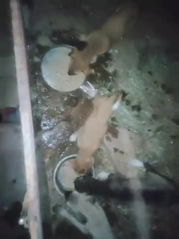 बाड़ी: #lockdown me bejubano ko khana khilate hue@malikimrannews #animal_rescue_team