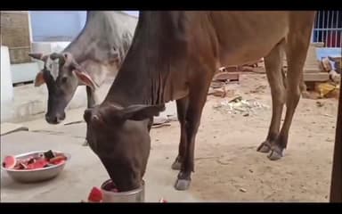 बाड़ी: #animal_rescue_team 
इस टीम के द्वारा गौ माता की,की गई भोजन सेवा
@malikimrannews @newsrajasthan