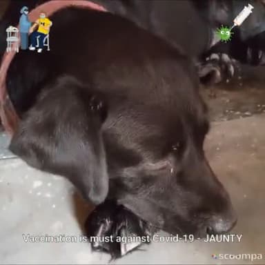 Vaccination is must to save your life from COVID-19 - Jaunty says #vaccination_awareness_drive
