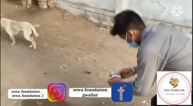 ग्वालियर गिर्द: सेवा कार्ये निरंतर जारी है। #gwalior #sewafoundation #madhyapradesh #india #savecountry #save #dogs #animals #cows #help