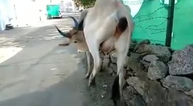 #शास्त्रों में लिखा है जब #गाय #अपना #दूध #पीने ₹लगे तो #समझ #जाना #कलयुग का #अंतिम #चरण चल रहा है। देखें यह #video