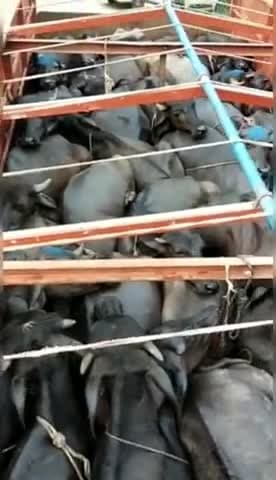 भारतीय गौ रक्षा दल के कार्यकर्ताओं ने गाय,भैंस से भरी हुई ट्रक को पकड़ कर पुलिस के हवाले किया। #BGRD #Breking