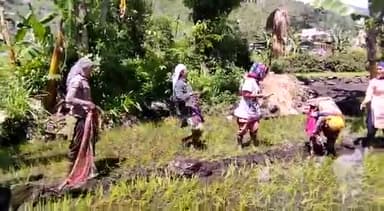बरसात के मौसम में
हल्की हल्की बारिश के बीच सूरज की किरण दिखी ग्रामवासियों ने खूब उठाया मौसम का लुफ्त
#रोपाई
#खेतभराढ़