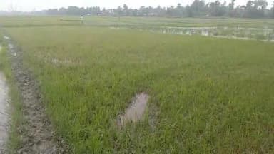 सत्तर कटैया: पानी के कारण किसान को भारी नुक्सान #सिहौल #सहरसा पुरा धान के खेत मे पानी लगने के कारण फसल खराब हो गया