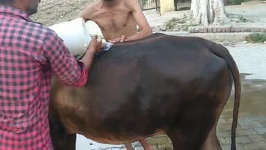 #ग्राम #इकरी में #गोमाता #गर्मी में #इस्नान #कराते #परिजन
स्वामी दीपकानंद महाराज