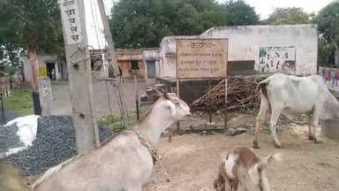 छड़ावाद में कोरोना वैक्सीन लगाने के बाद की जा रही है बच्चों की जांच बच्चे आकर जांच करा कर जा रहे हैं#छड़ावाद#कोरोना